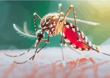 मानसून का ये मौसम कई बीमारियों का घर, अपनाएं ये तीन उपाय ताकि पास न भटकें गंभीर बीमारियां