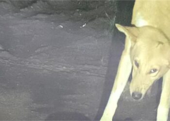 ममता और मानवता शर्मसार, नवजात शिशु के शव को कुत्ते नोचते आए नजर, पाप को छिपाने के लिए संगीन जुर्म